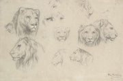 Study Of Lions And Lionesses by Rosa Bonheur