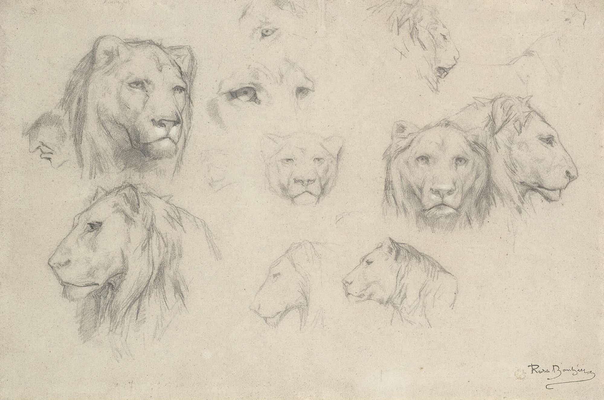 Study Of Lions And Lionesses by Rosa Bonheur