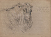 Study Of The Head Of A Ram by James Ward