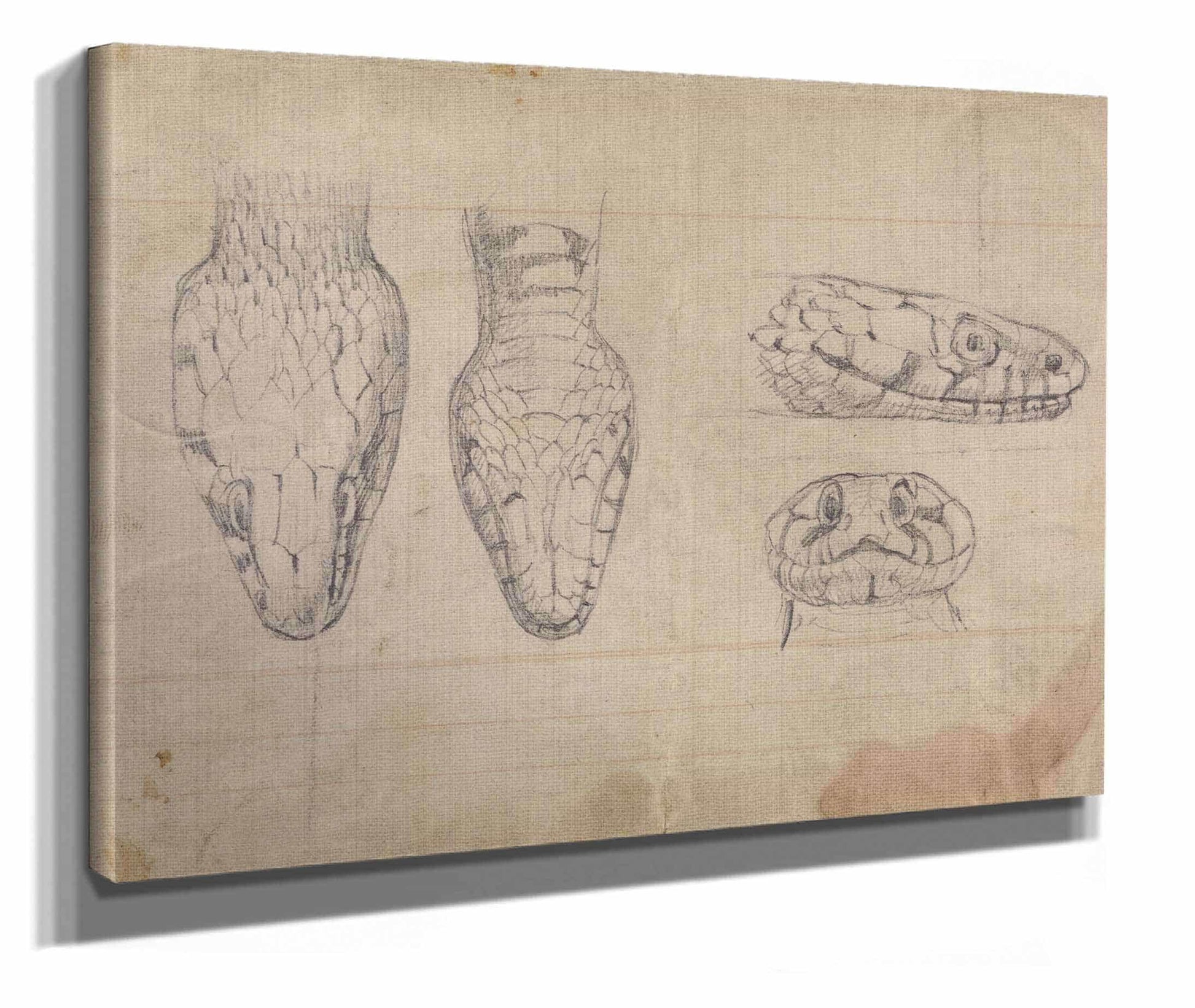 Study Of The Head Of A Snake by Robert Smirke