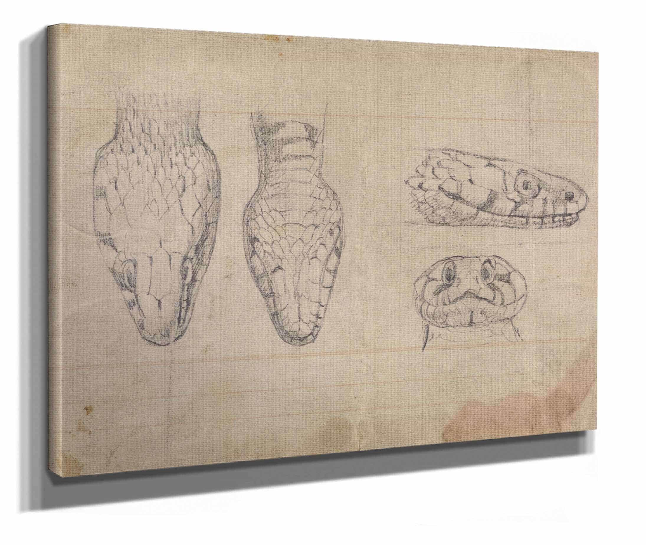 Study Of The Head Of A Snake by Robert Smirke