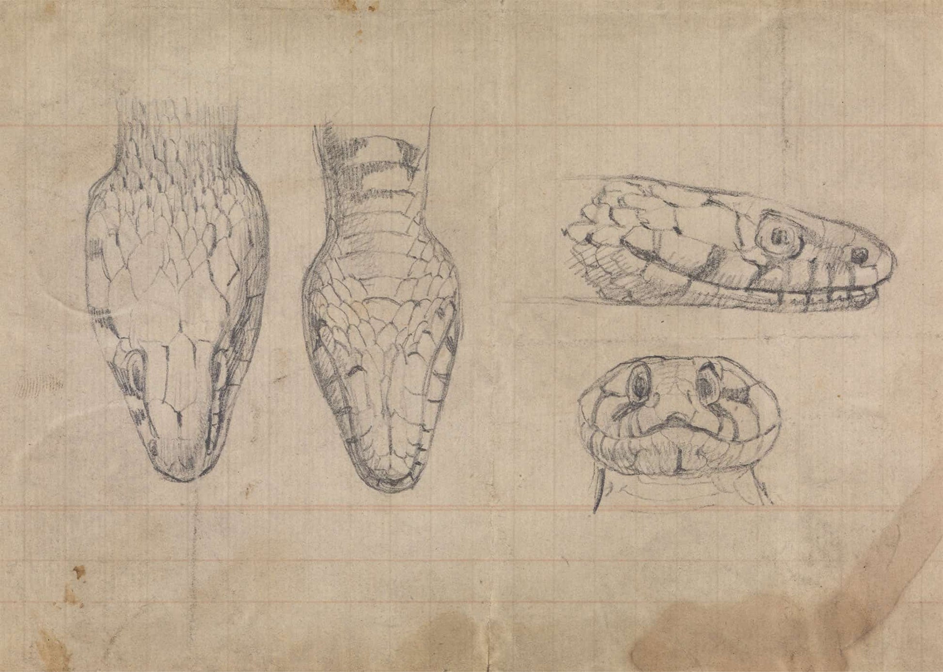 Study Of The Head Of A Snake by Robert Smirke