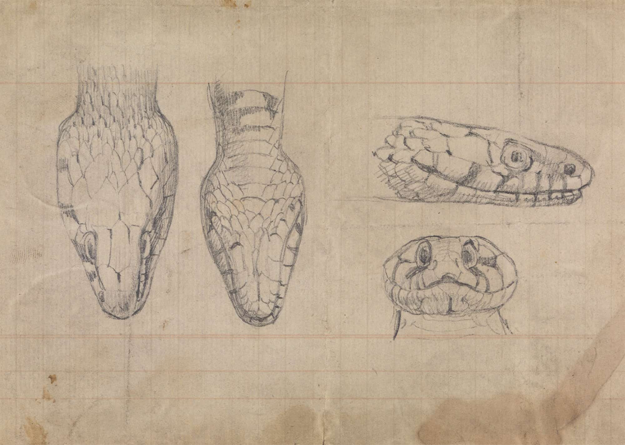 Study Of The Head Of A Snake by Robert Smirke