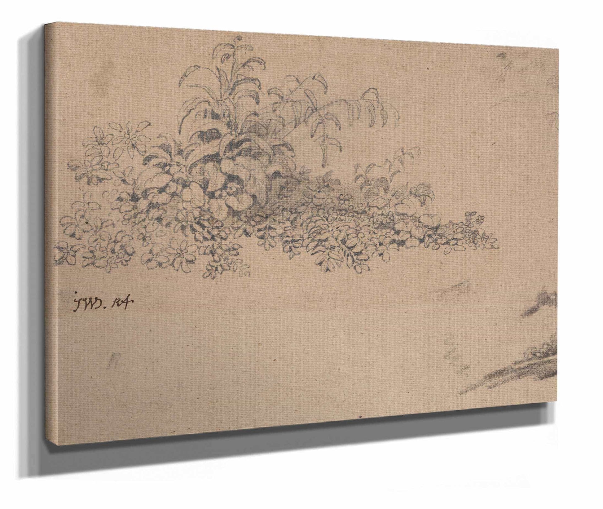 Study Of Undergrowth by James Ward
