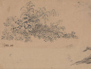 Study Of Undergrowth by James Ward