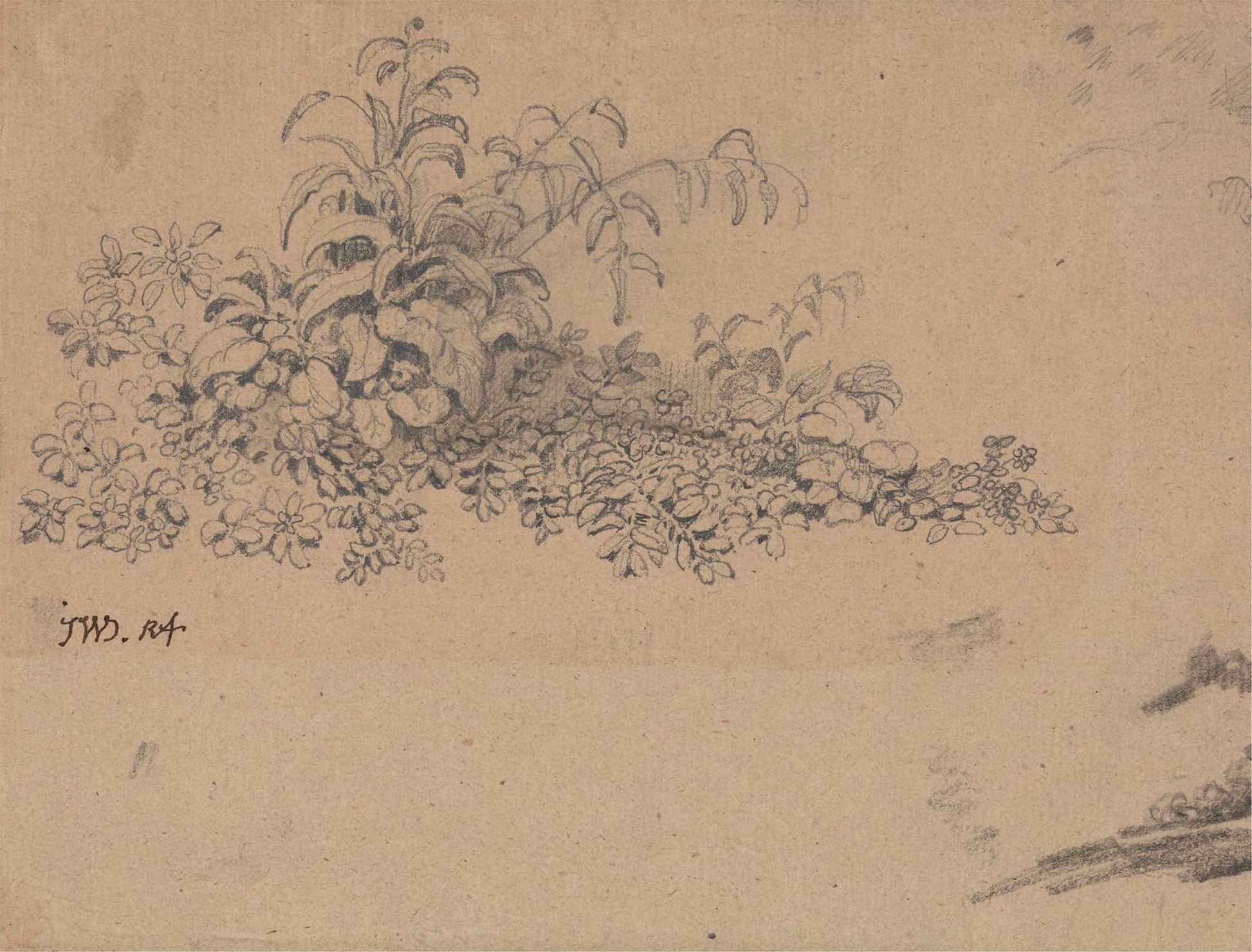 Study Of Undergrowth by James Ward