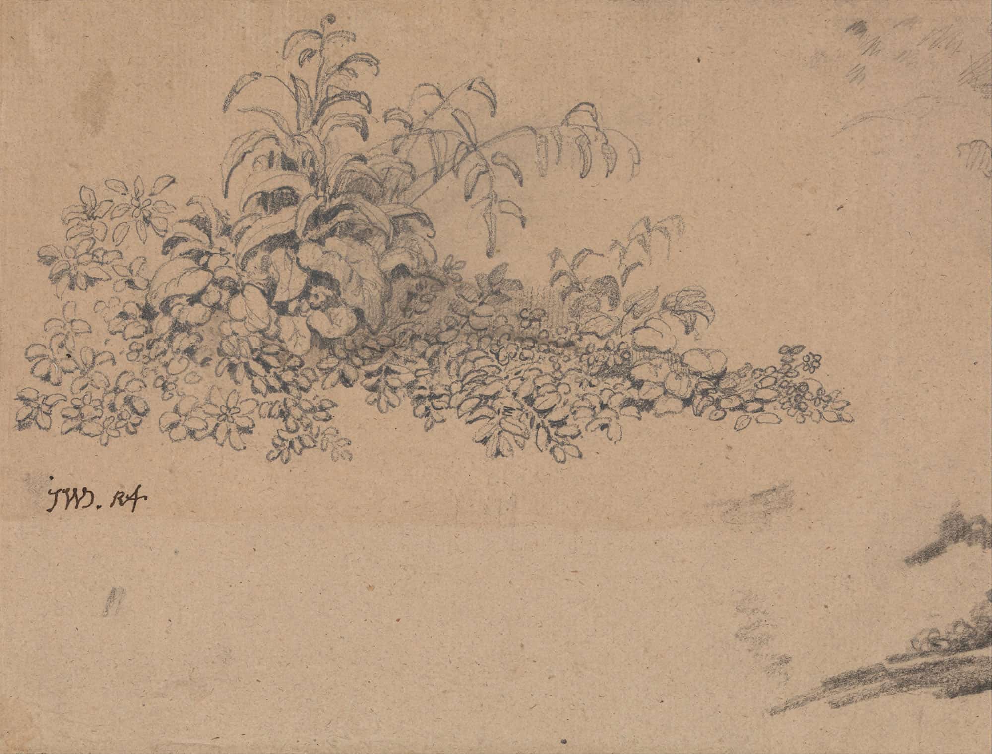 Study Of Undergrowth by James Ward