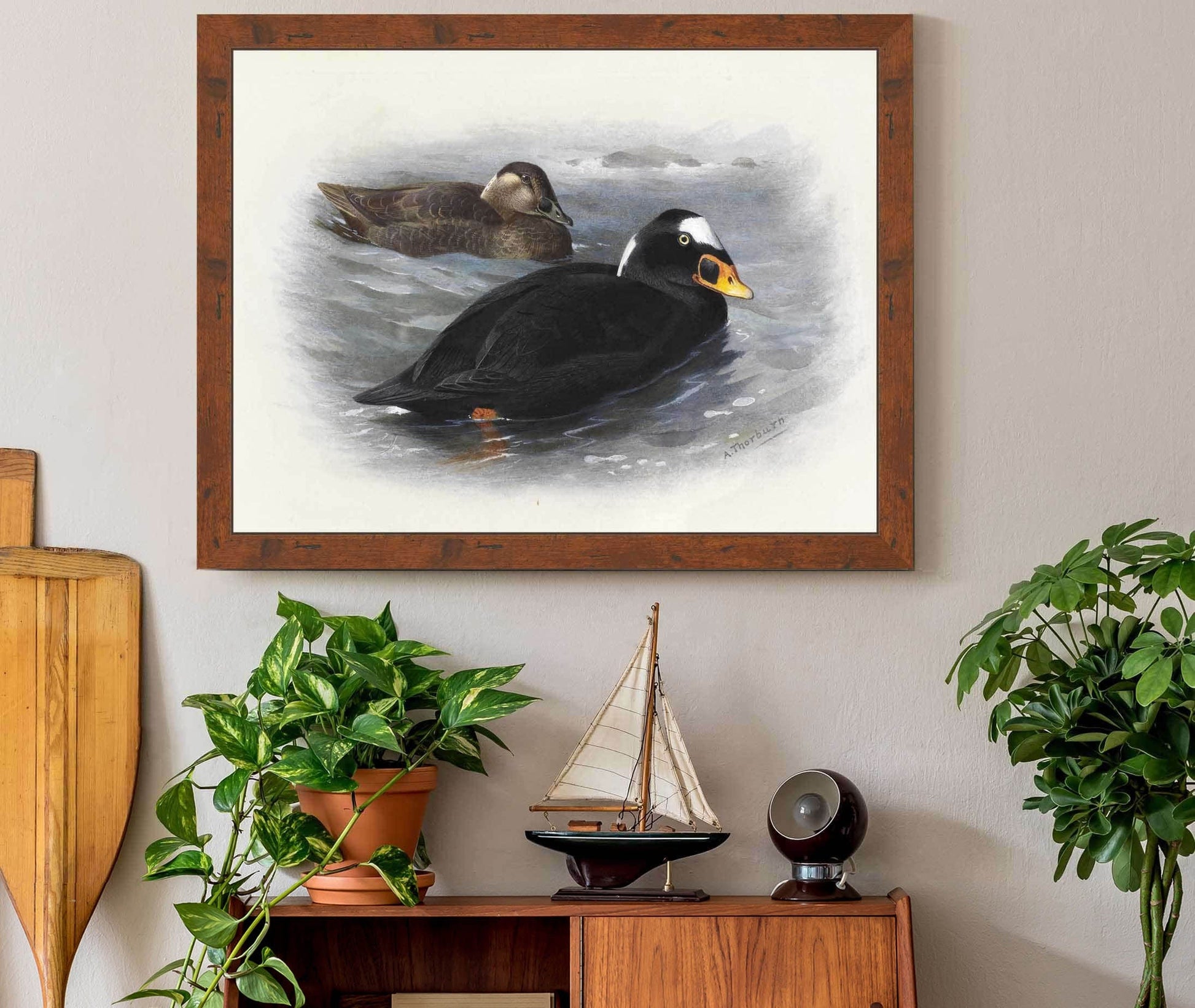 Surf Scoter by Archibald Thorburn