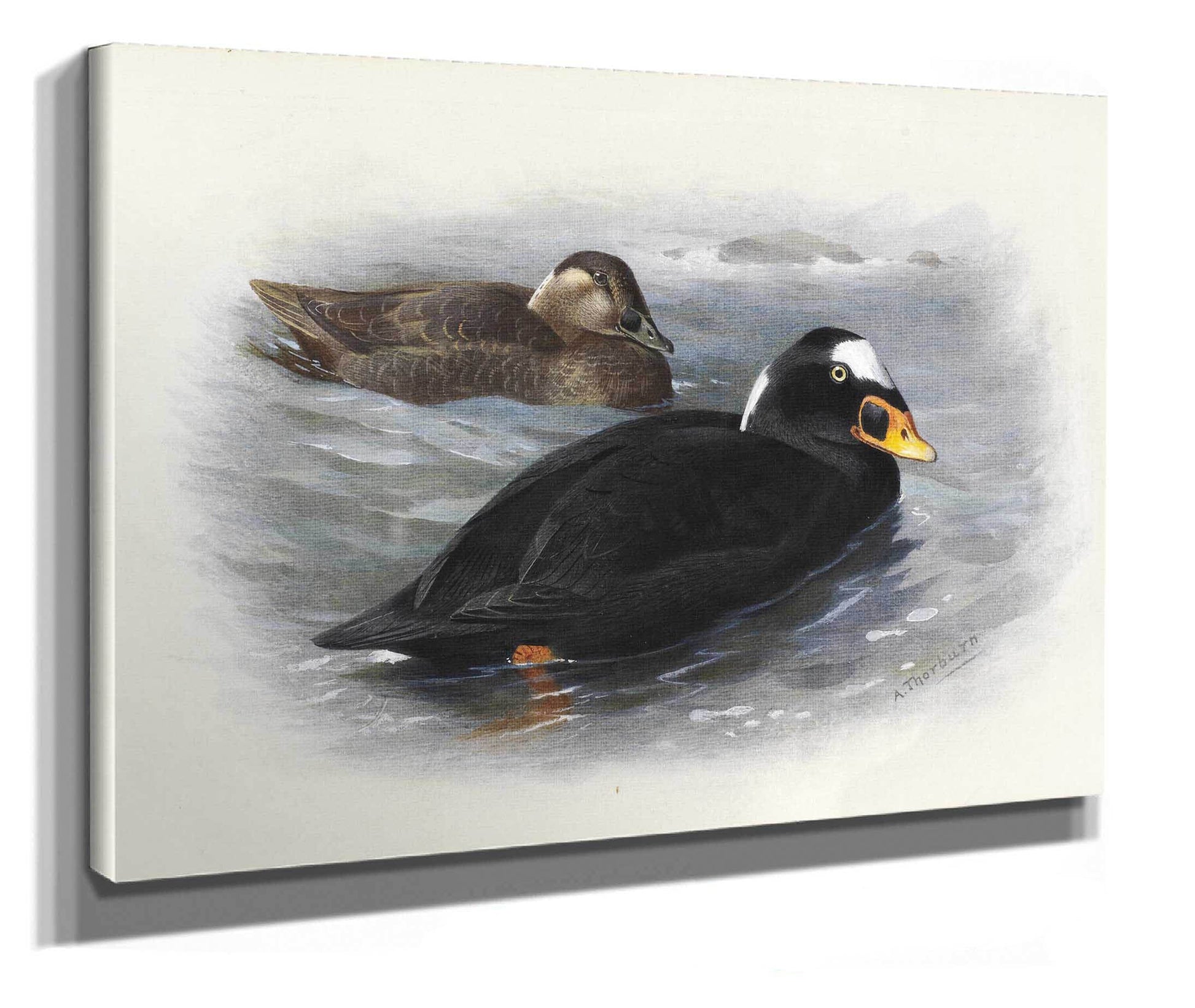 Surf Scoter by Archibald Thorburn