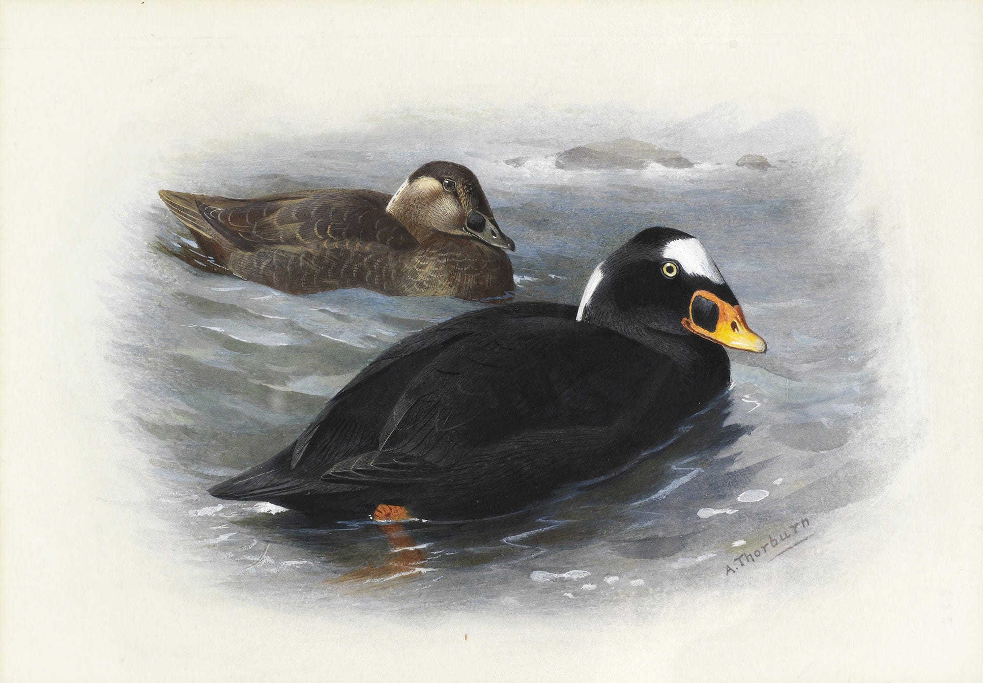 Surf Scoter by Archibald Thorburn