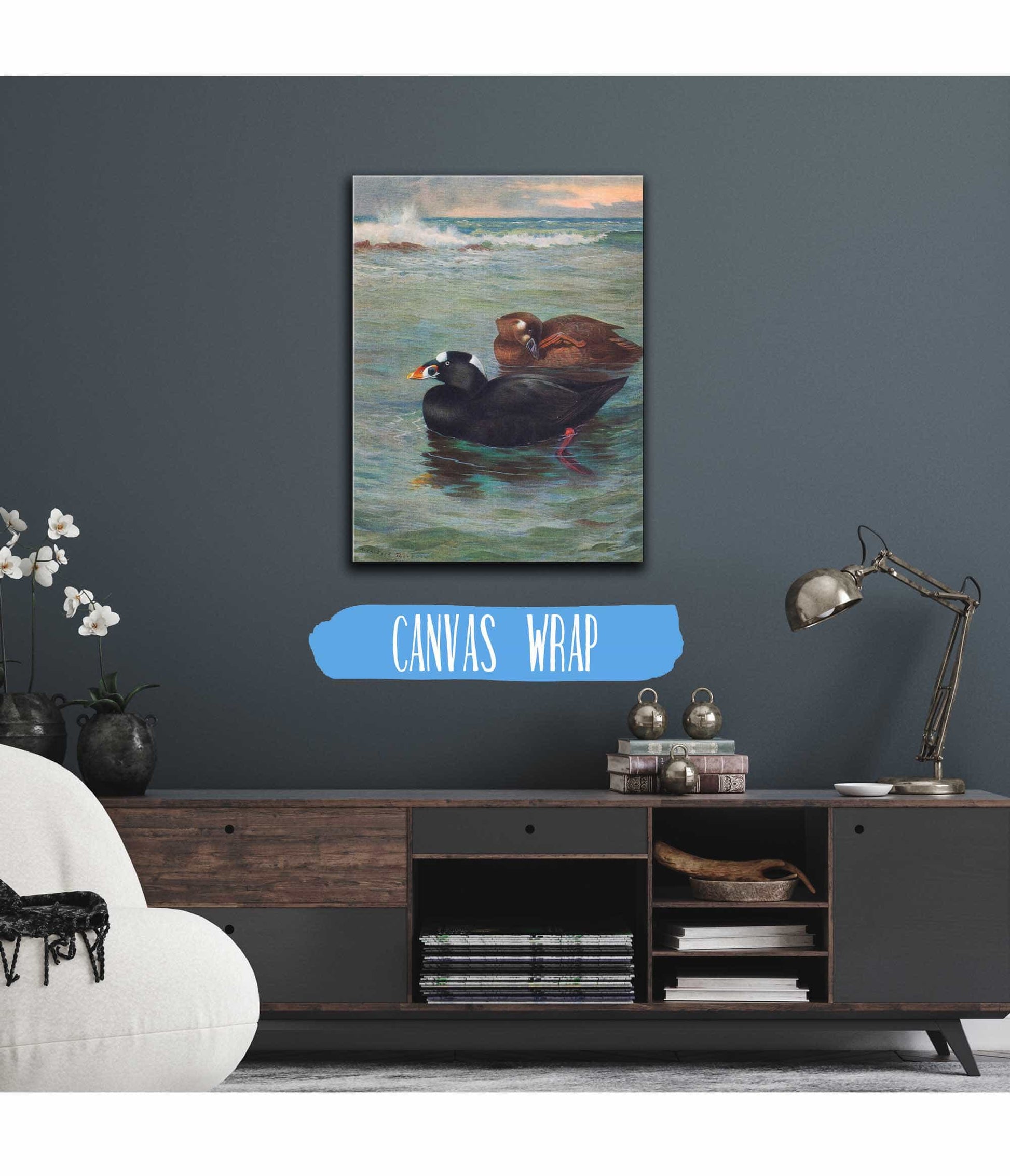 Surf Scoter by Archibald Thorburn