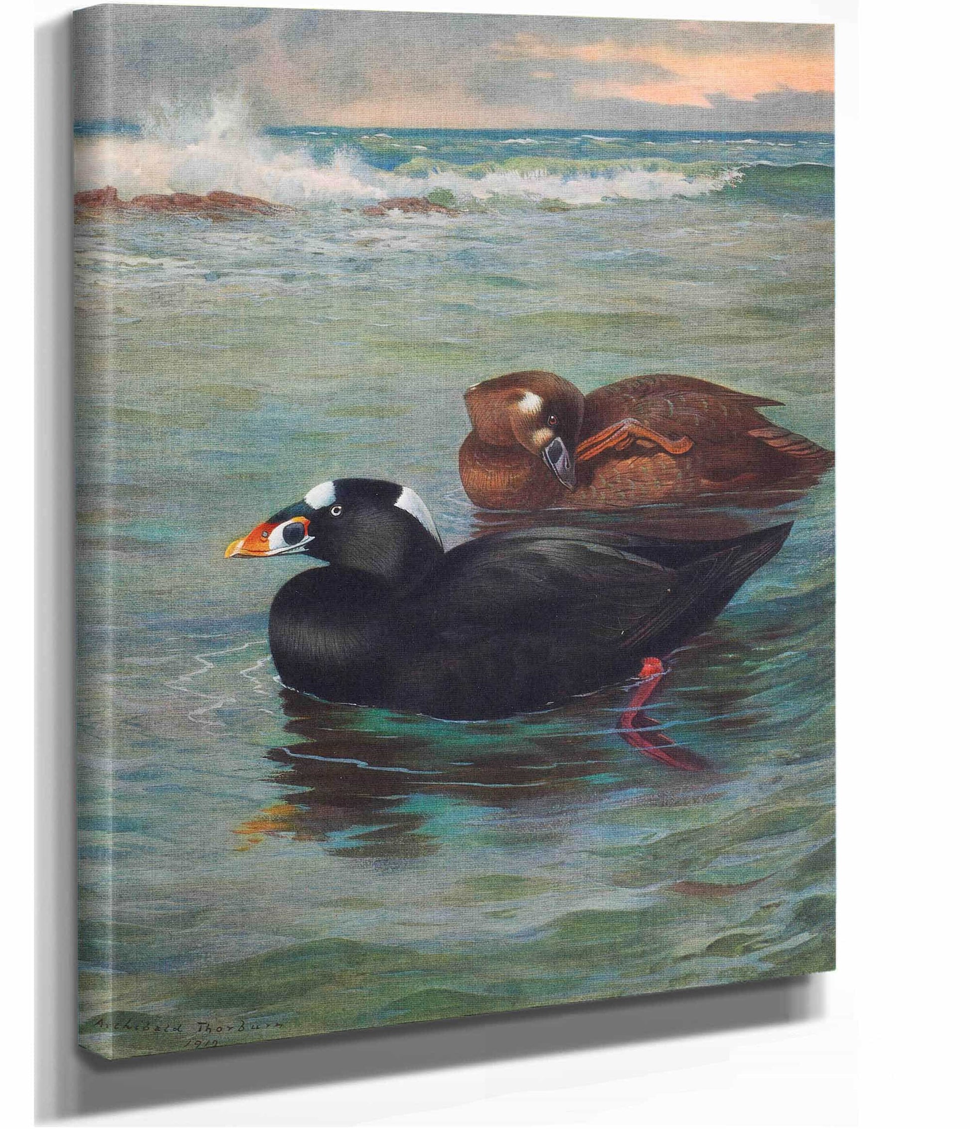 Surf Scoter by Archibald Thorburn