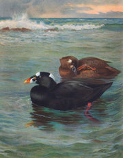 Surf Scoter by Archibald Thorburn