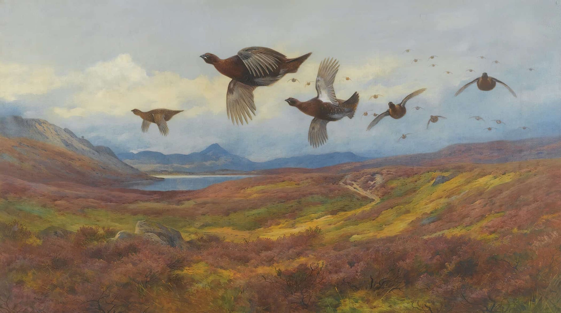Swerving From The Guns Red Grouse by Archibald Thorburn