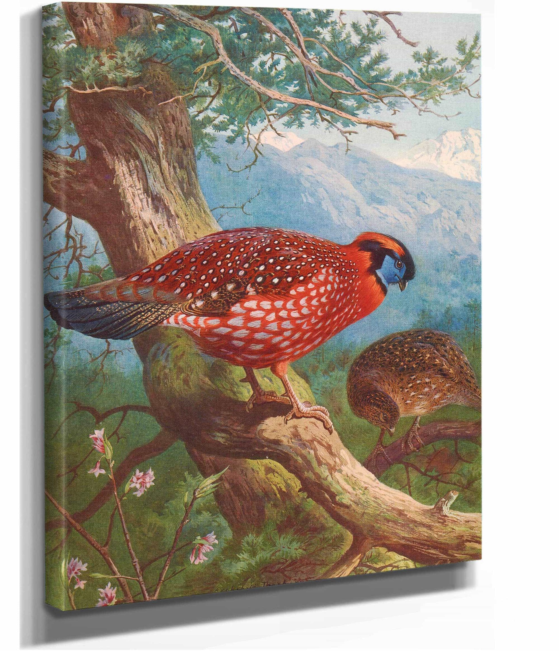 Temmincks Tragopan by Archibald Thorburn