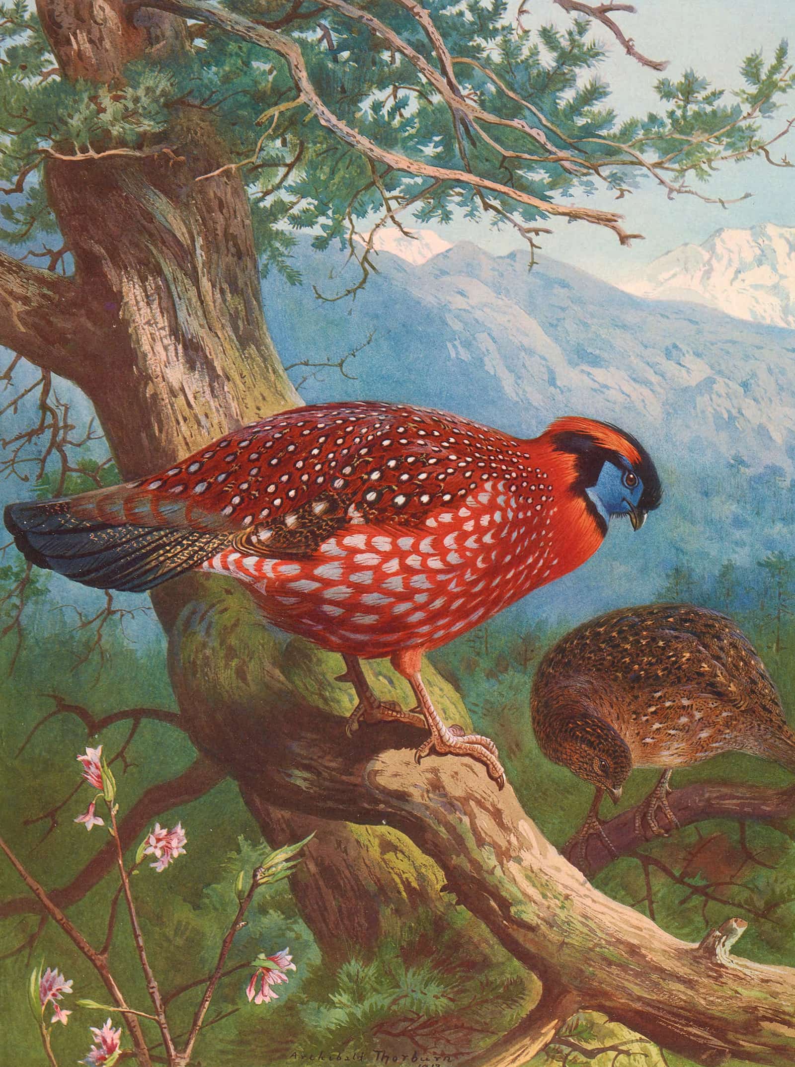 Temmincks Tragopan by Archibald Thorburn