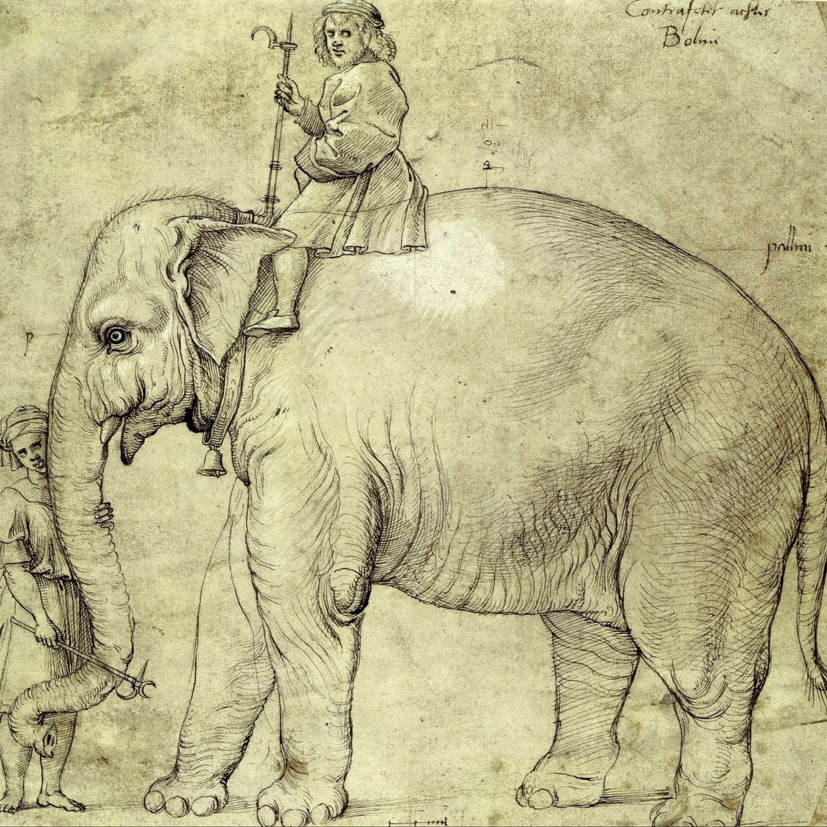 The Elephant Hanno by Raphael