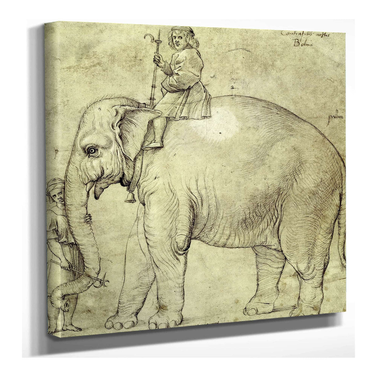 The Elephant Hanno by Raphael