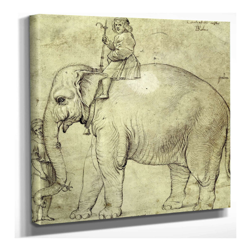 The Elephant Hanno by Raphael
