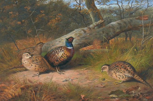 The Fallen Beech A Cock And Three Hen Pheasants With A Wasp by Archibald Thorburn