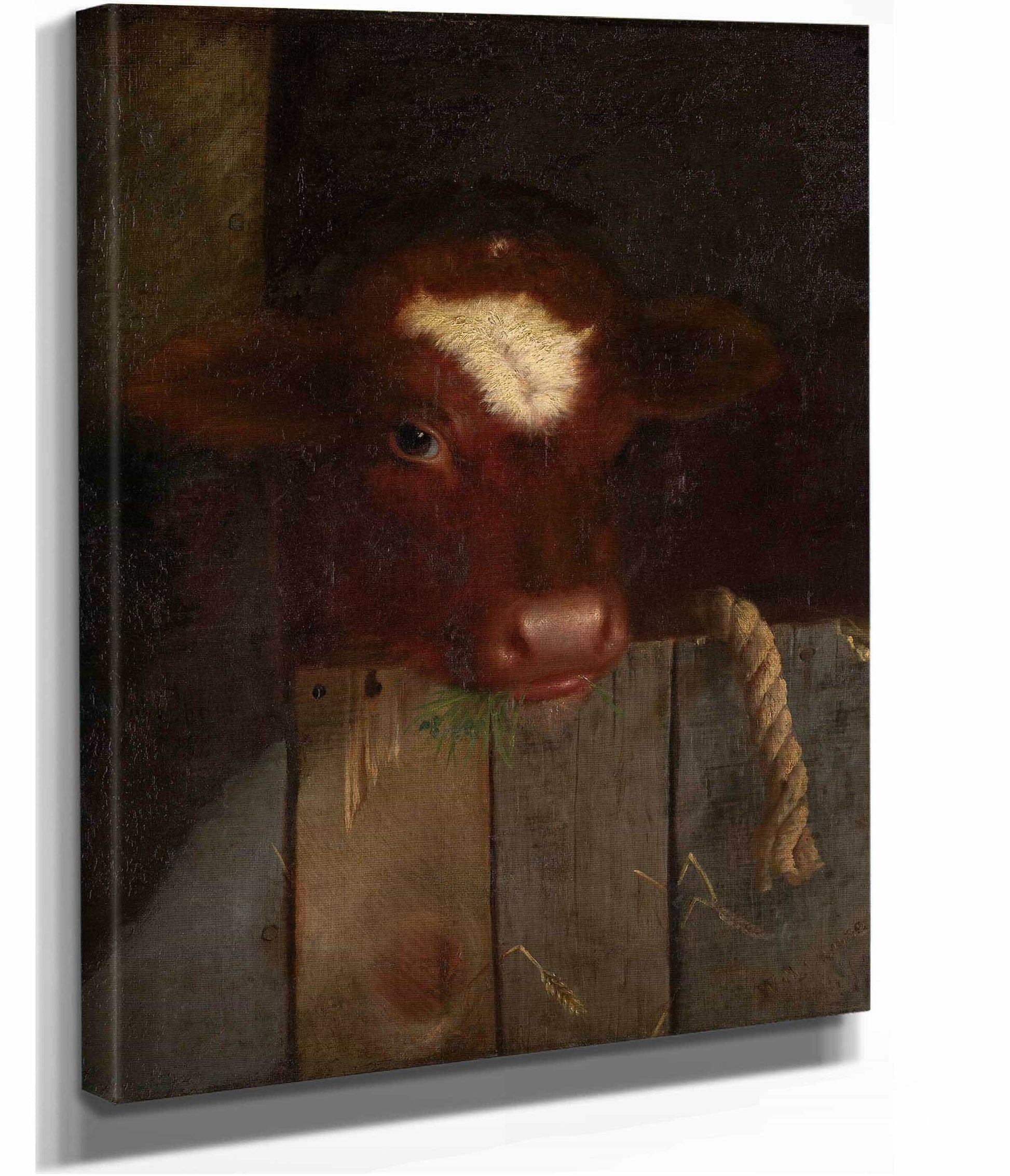 The Family Cow Calfs Head by William Merritt Chase