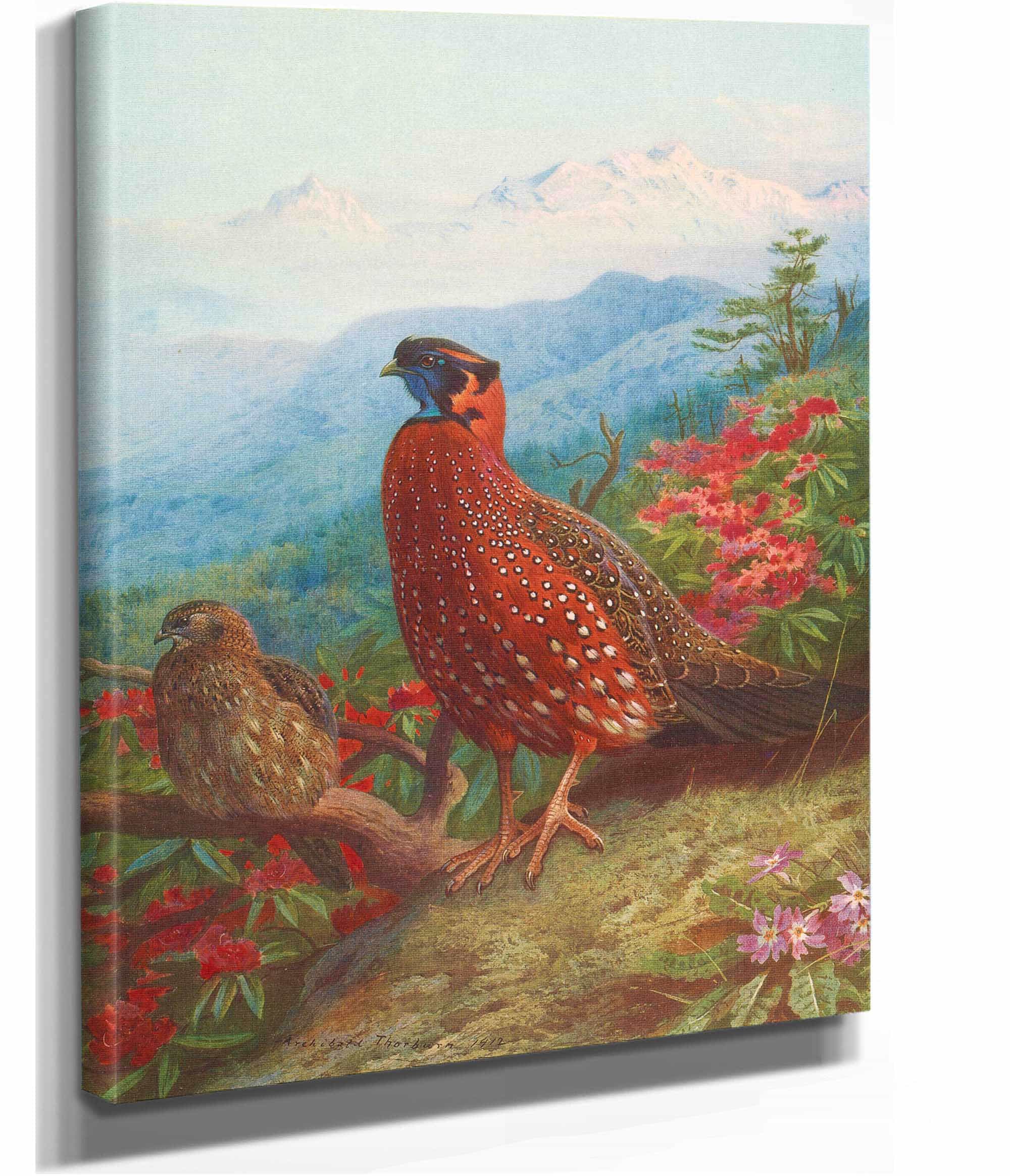 The Satyr Tragopan by Archibald Thorburn