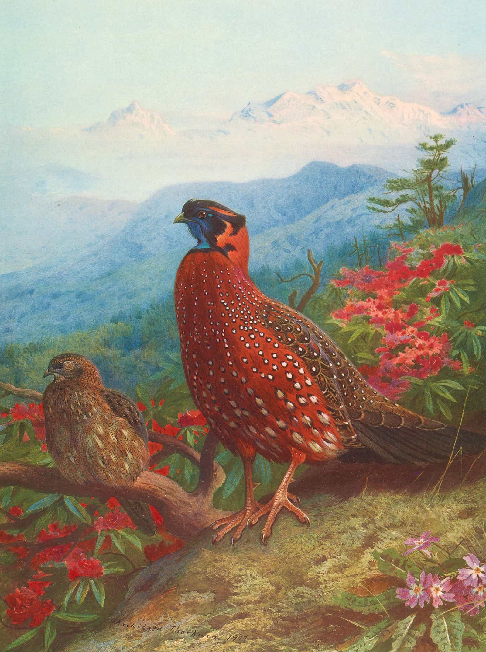 The Satyr Tragopan by Archibald Thorburn