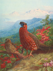The Satyr Tragopan by Archibald Thorburn