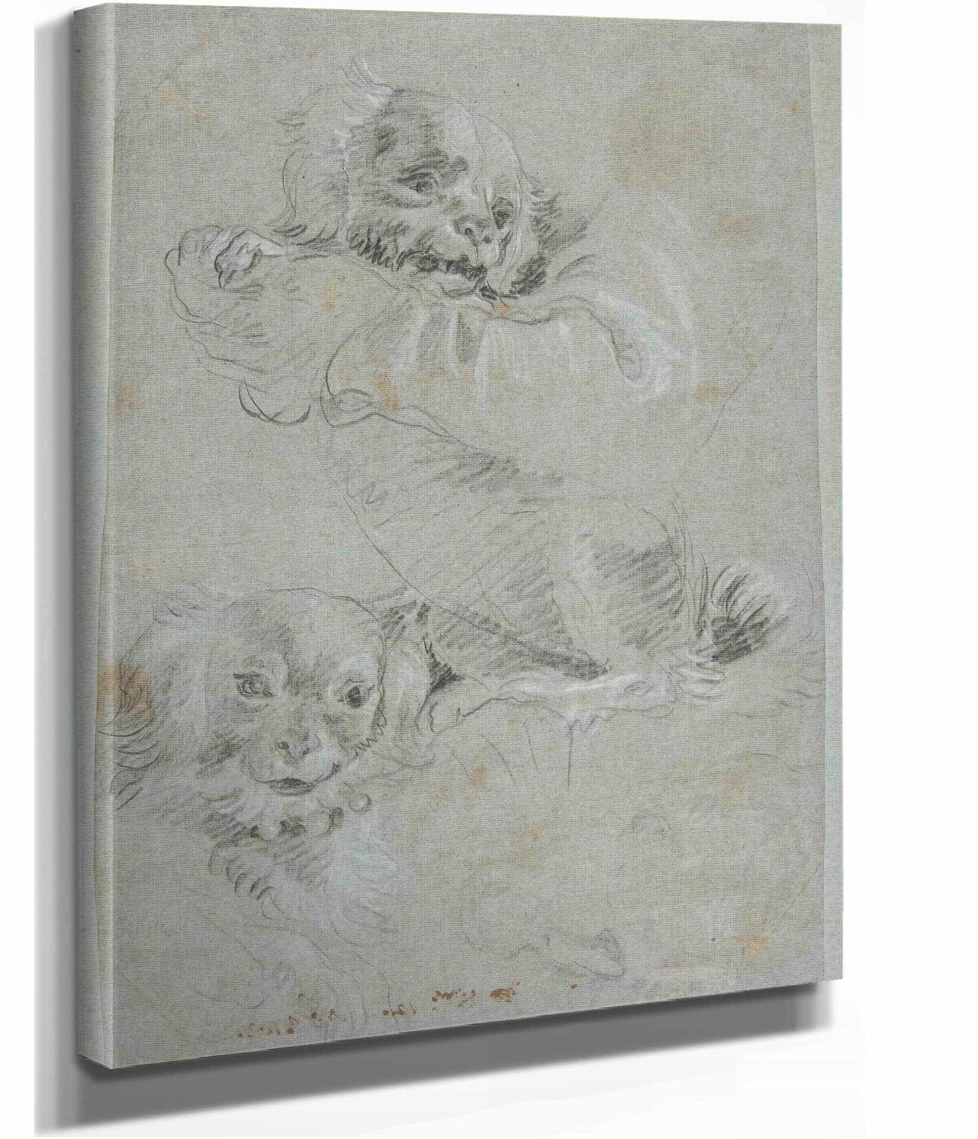 Three Dogs   by Giovanni Domenico Tiepolo