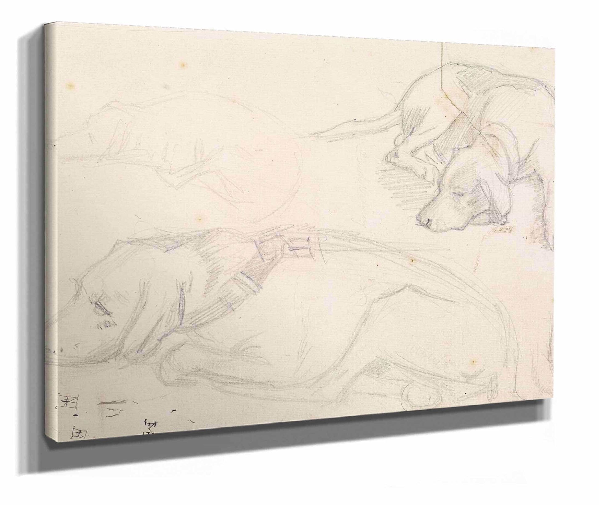 Three Studies Of A Sleeping Dog by Sir John Everett Millais