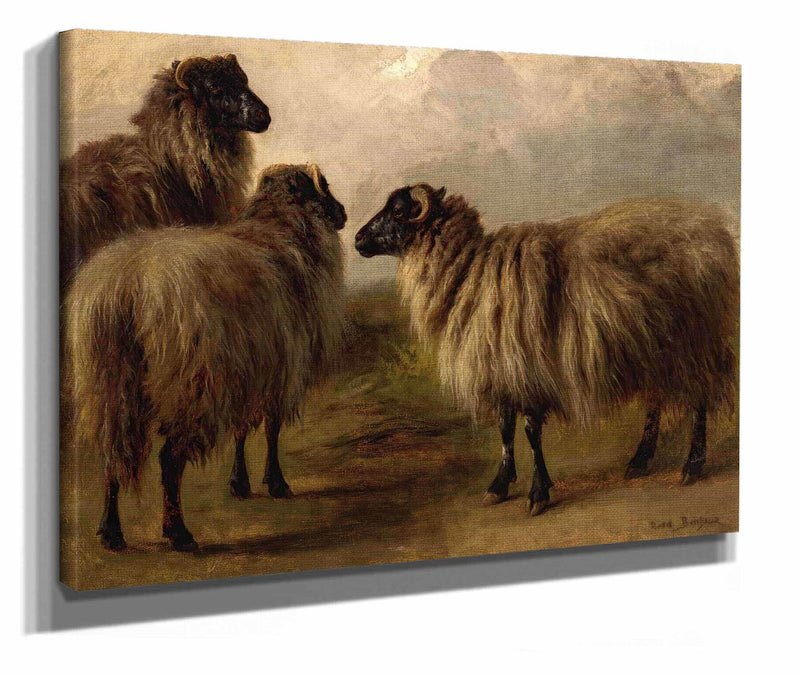 Three Wooly Sheep by Rosa Bonheur