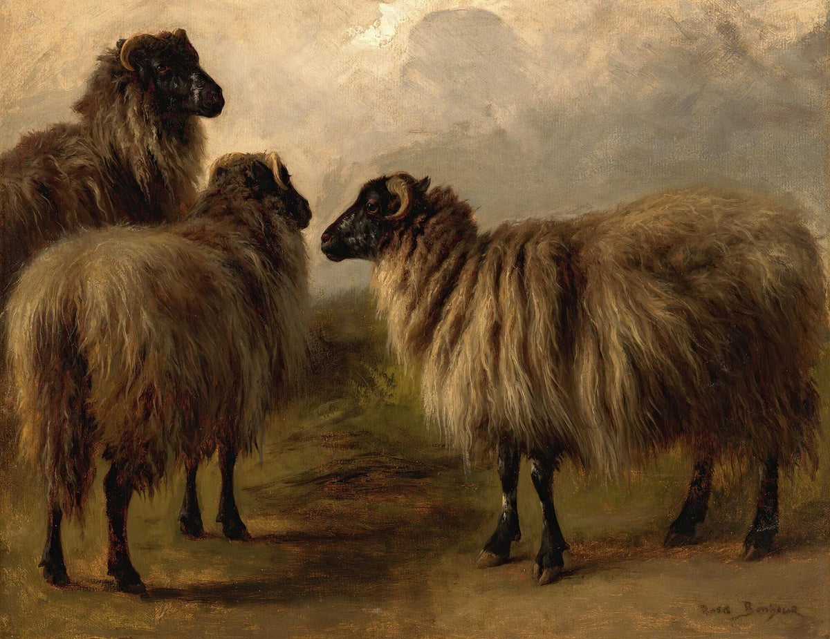 Three Wooly Sheep by Rosa Bonheur