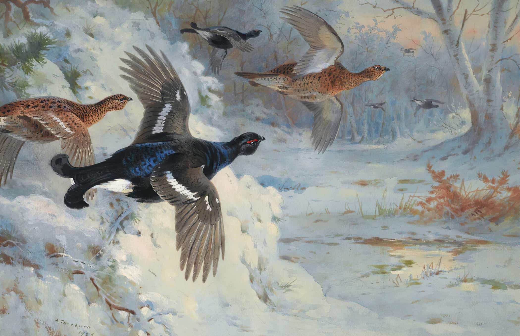 Through The Snowy Coverts Blackgame by Archibald Thorburn