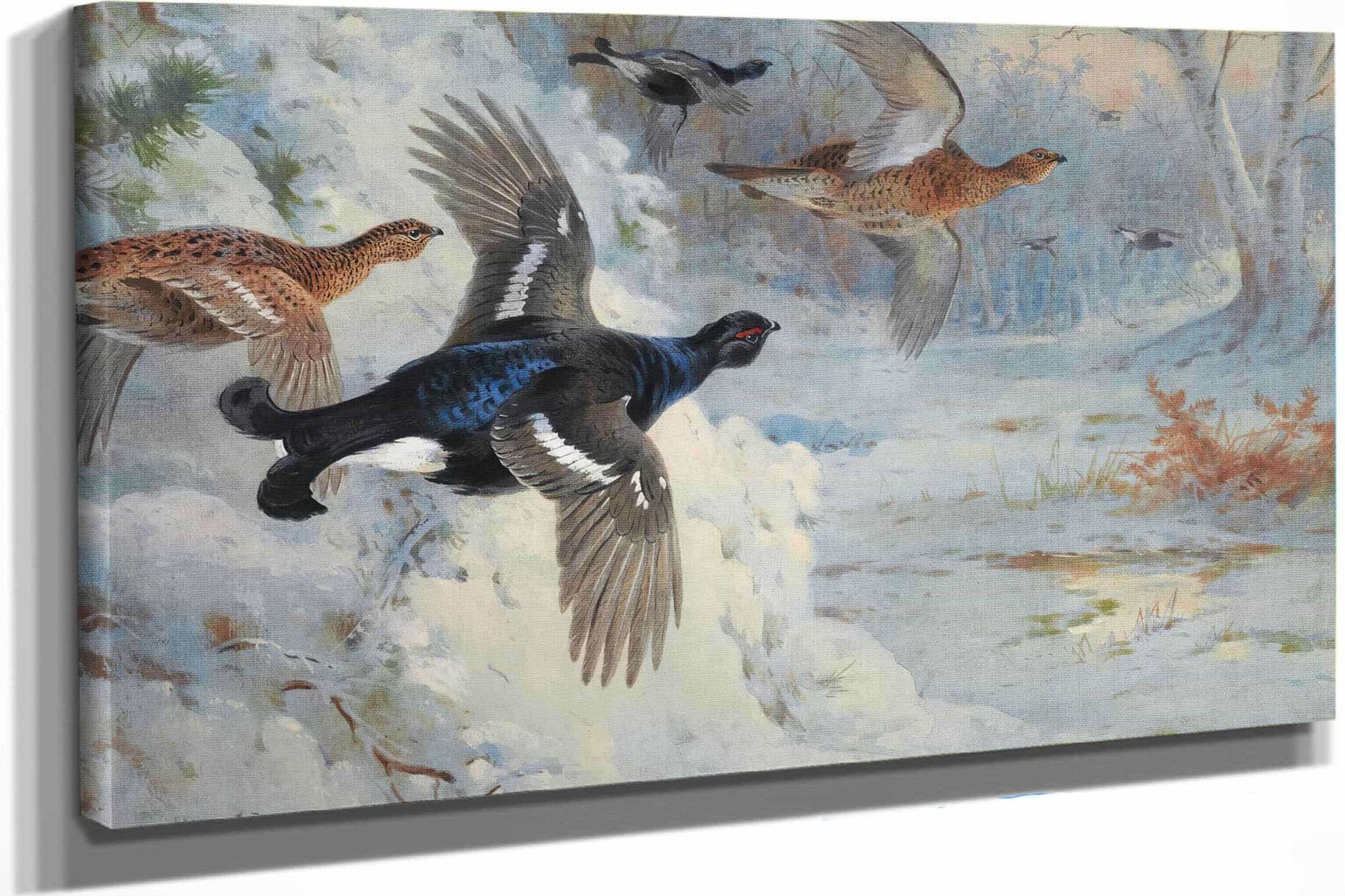 Through The Snowy Coverts Blackgame by Archibald Thorburn