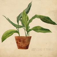 Topfpflanze Schulerarbeit by Egon Schiele