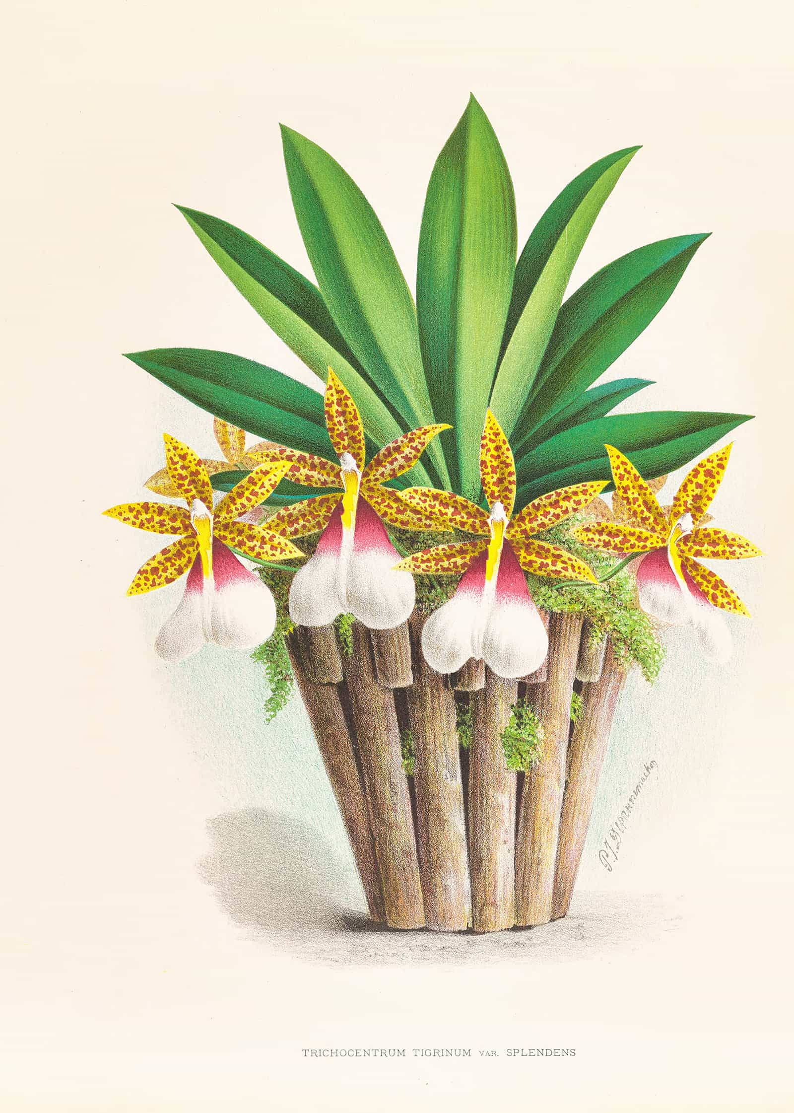 Trichocentrum Tigrinum by Jean Jules Linden