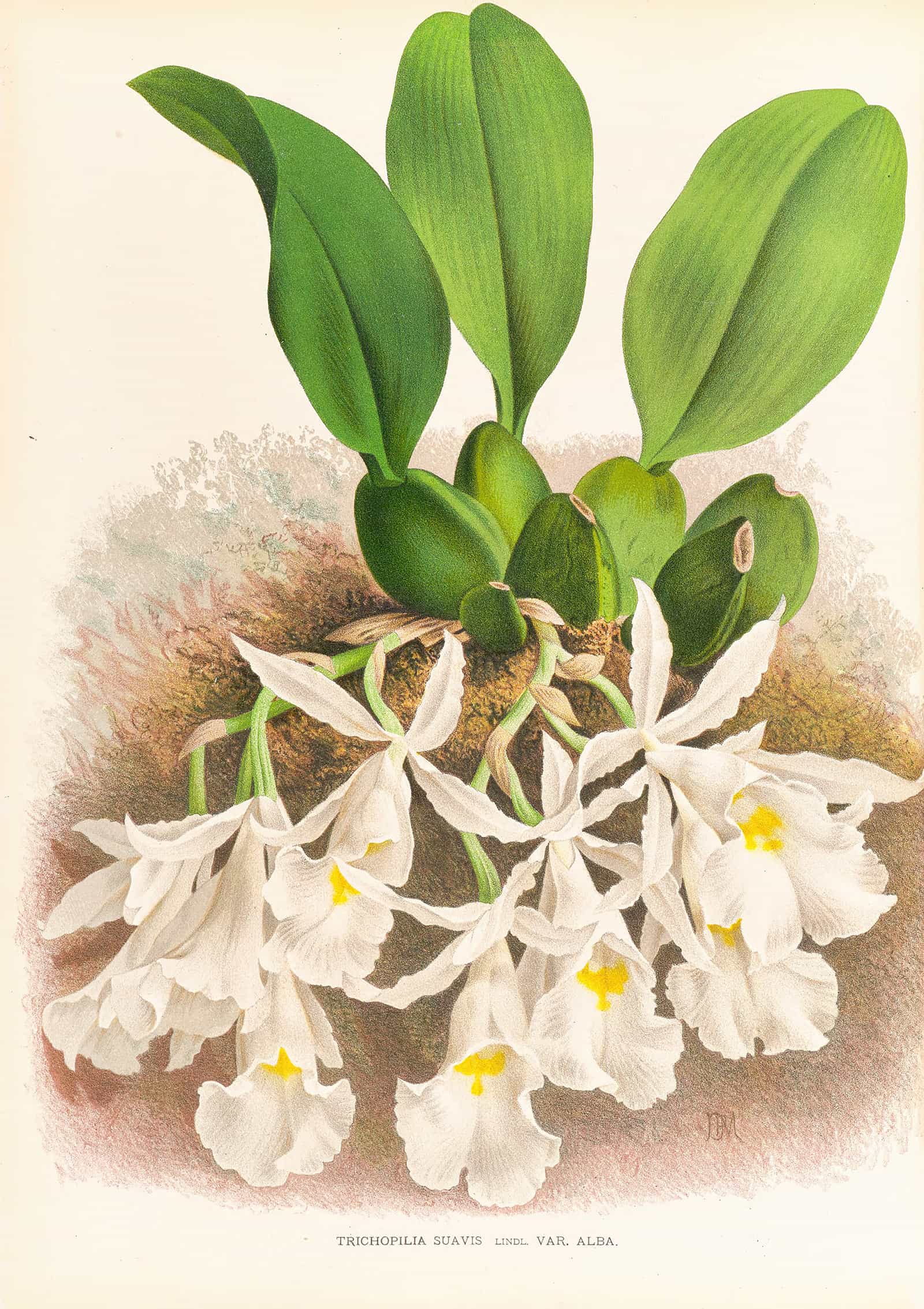 Trichopilia Suavis by Jean Jules Linden