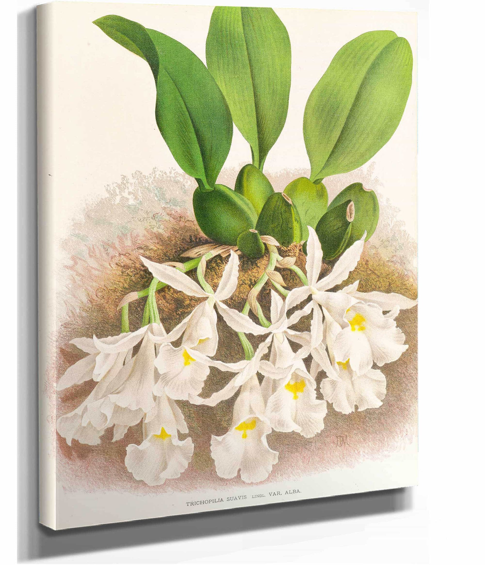Trichopilia Suavis by Jean Jules Linden
