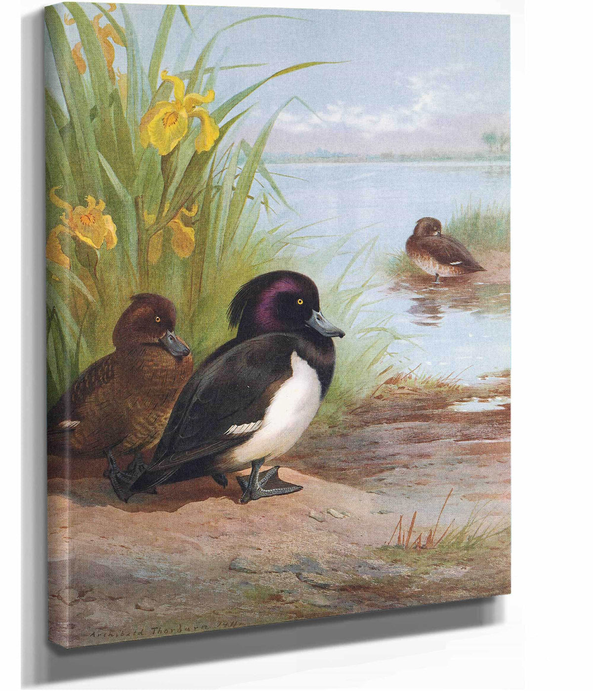 Tufted Duck by Archibald Thorburn