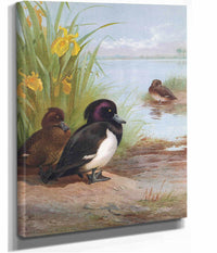 Tufted Duck by Archibald Thorburn