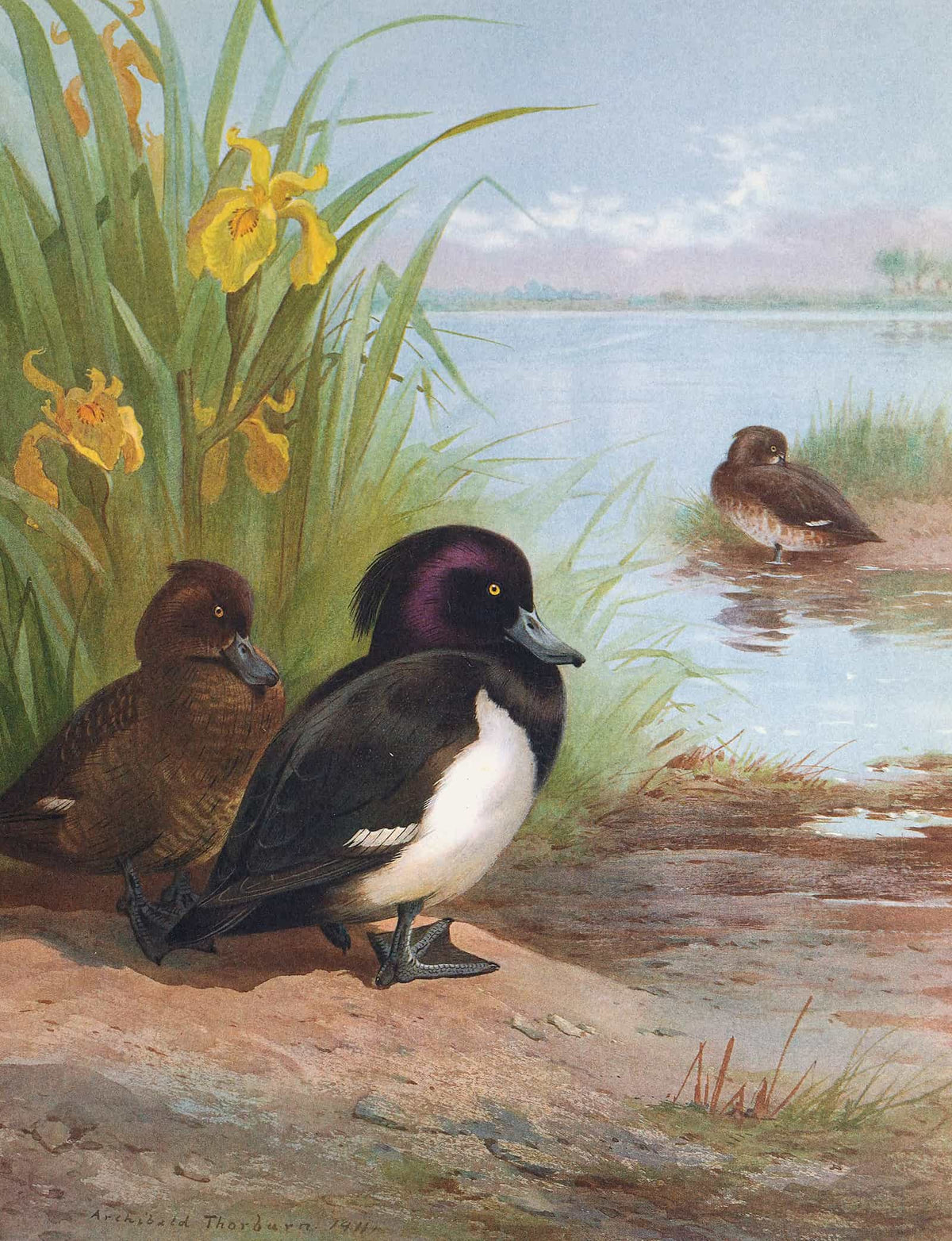 Tufted Duck by Archibald Thorburn