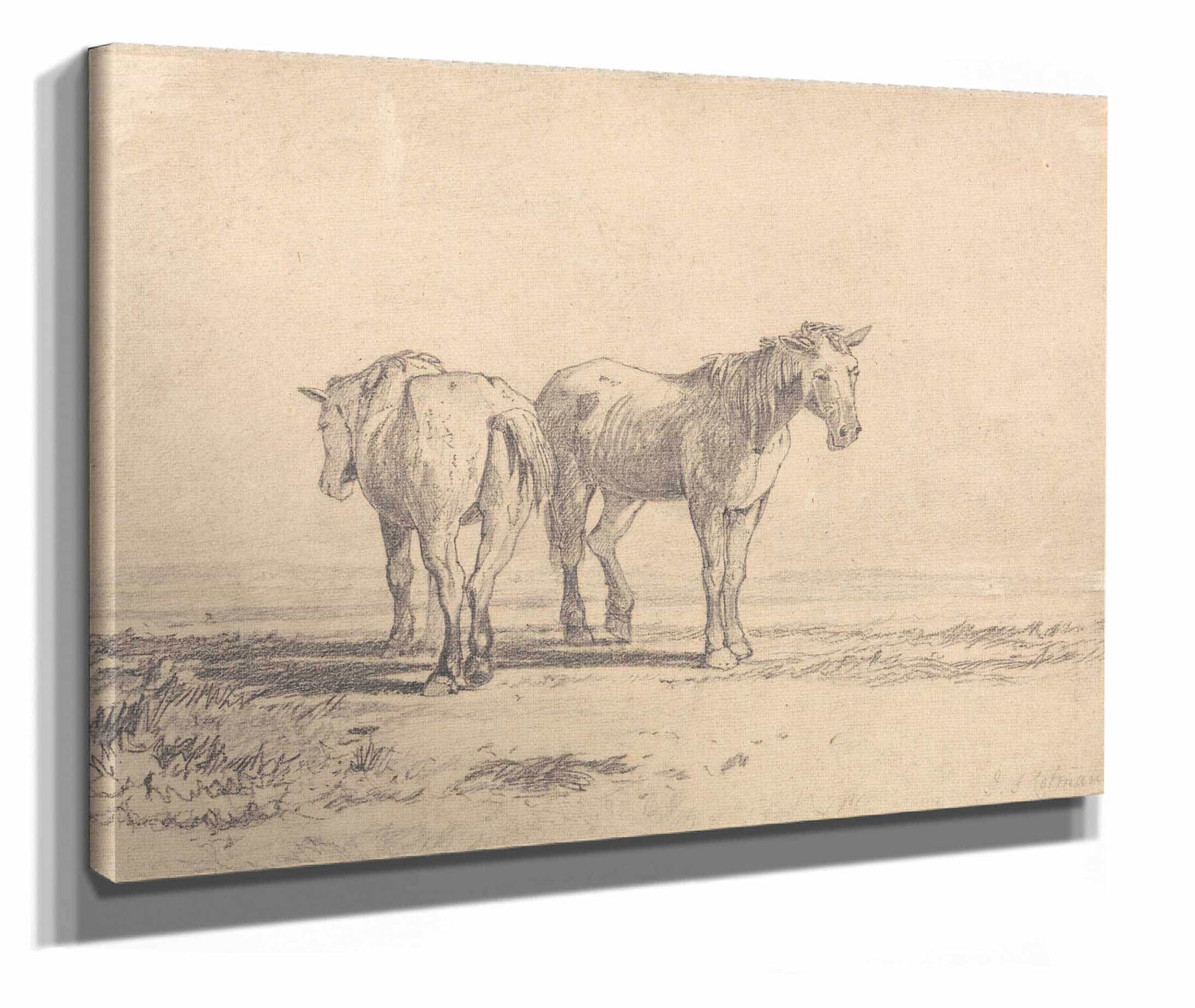 Two Old Horses Standing In A Field by John Sell Cotman