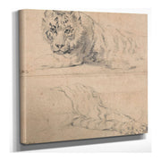 Two Studies Of A Tiger Above Head And Shoulders Below Hindquarters by James Ward