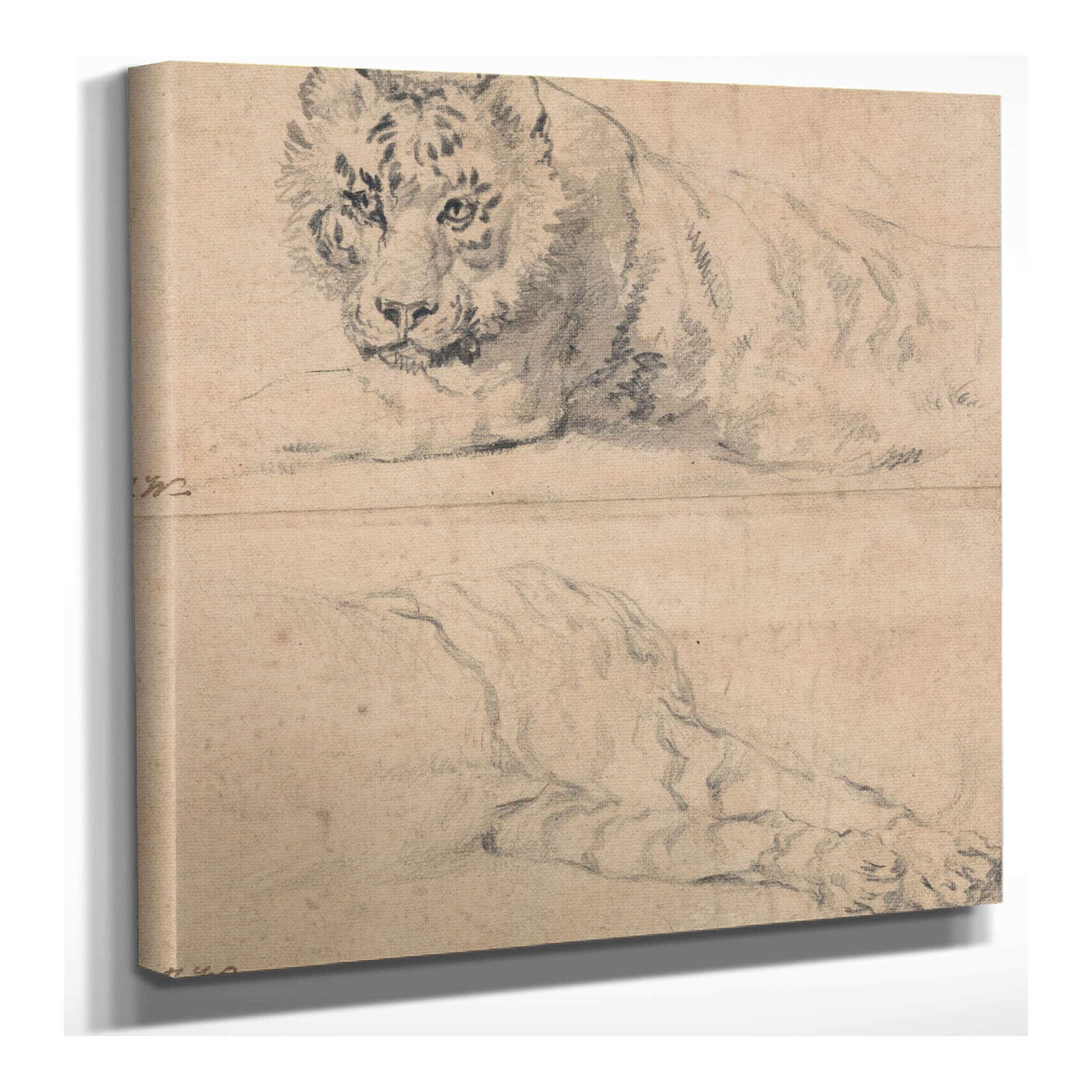 Two Studies Of A Tiger Above Head And Shoulders Below Hindquarters by James Ward