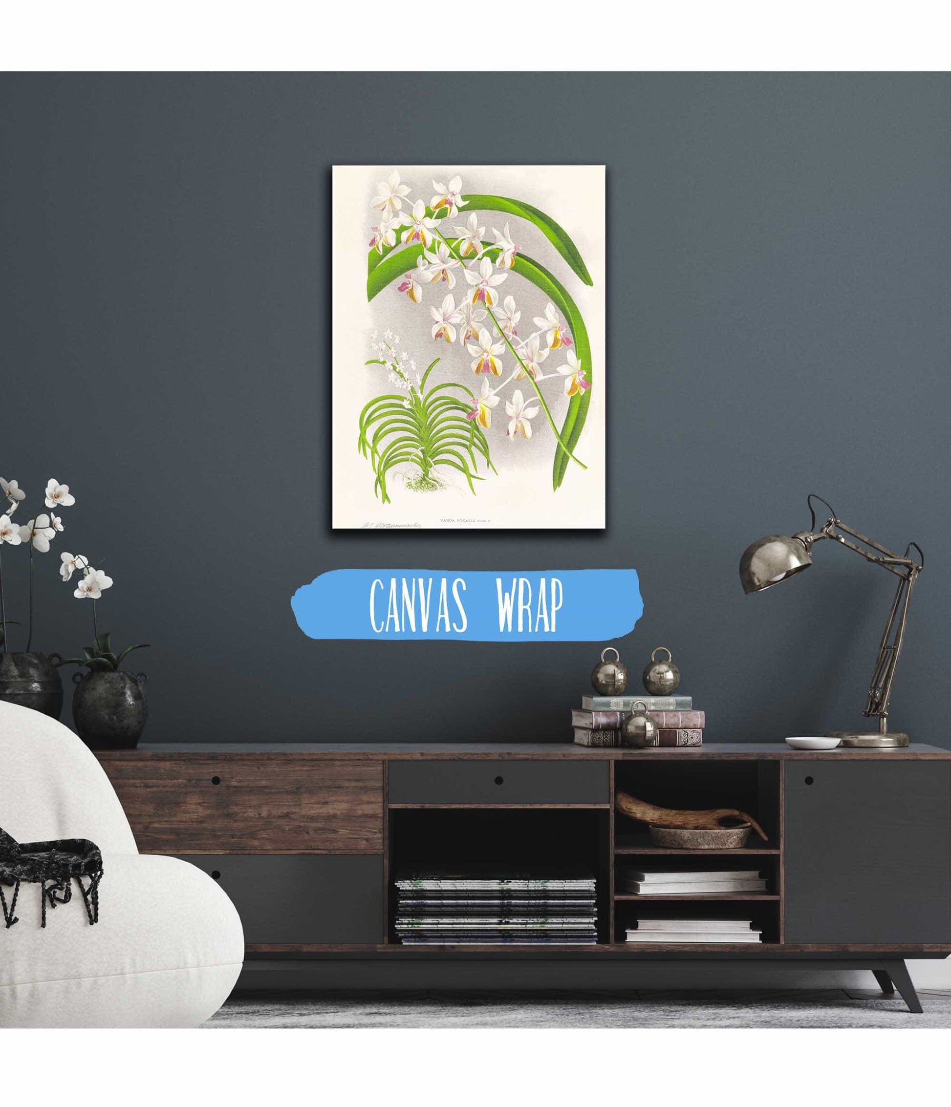Vanda Boxalli by Jean Jules Linden