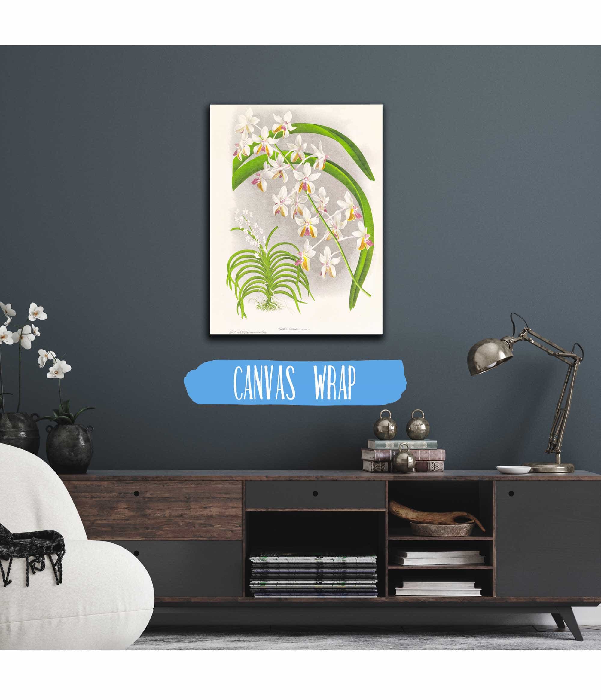 Vanda Boxalli by Jean Jules Linden