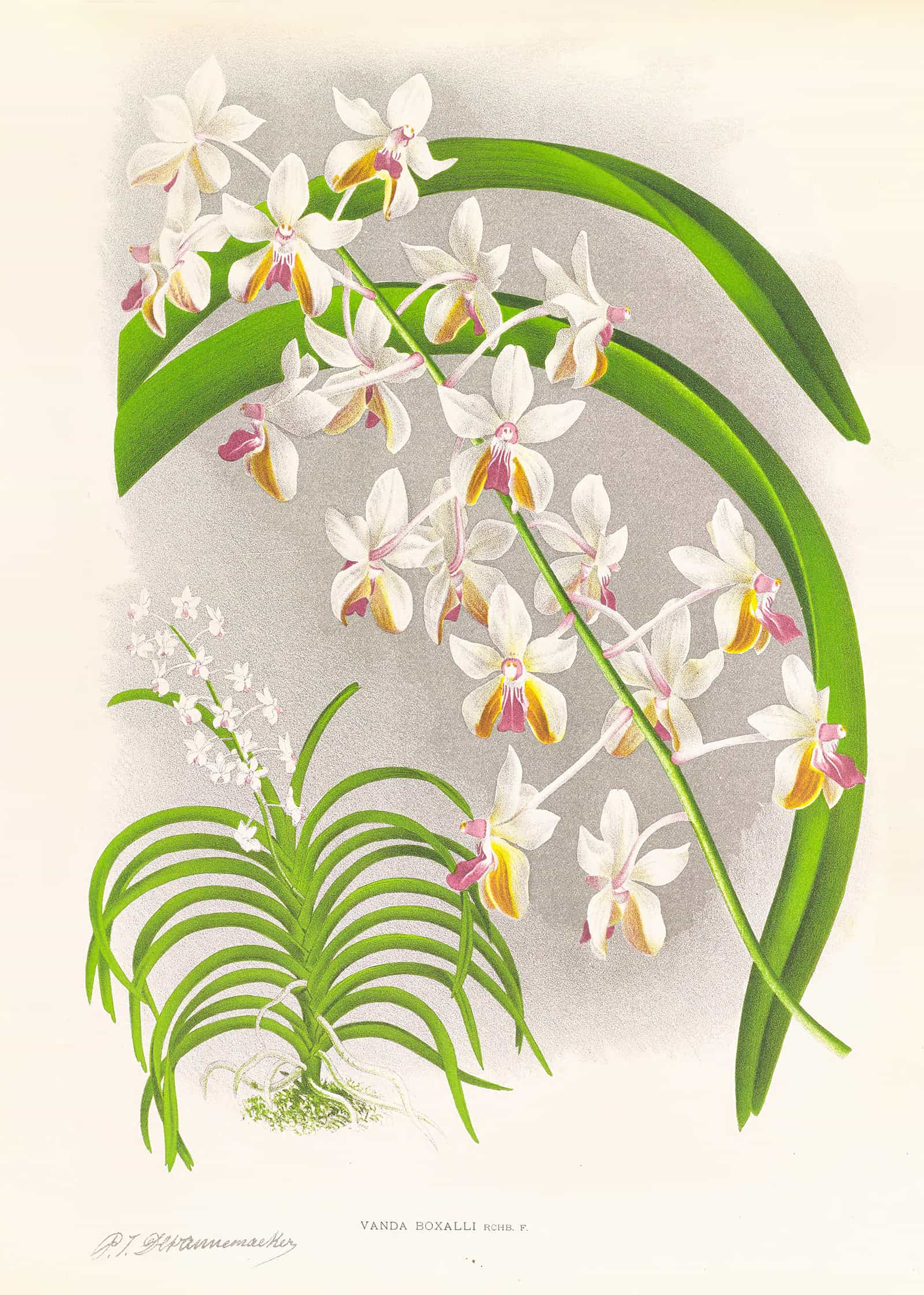 Vanda Boxalli by Jean Jules Linden
