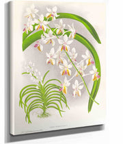 Vanda Boxalli by Jean Jules Linden