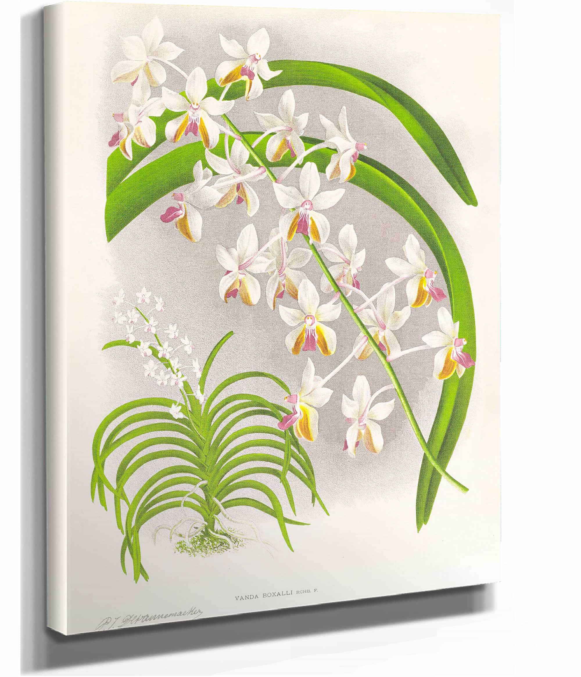 Vanda Boxalli by Jean Jules Linden