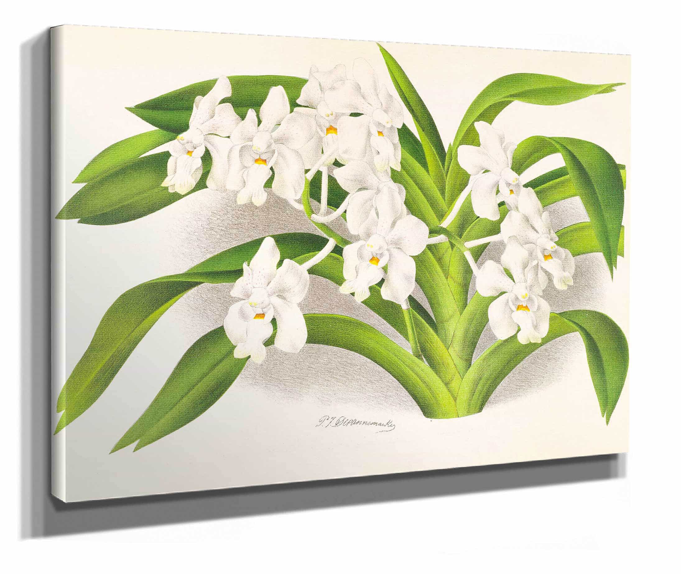 Vanda Denisoniana by Jean Jules Linden